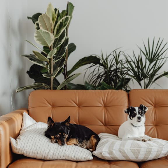 two dogs sitting on a couch with pillows in front of plants