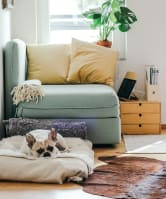 a dog laying on a blanket on a couch in a living room