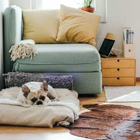 A dog is lying on a blanket in a living room.
