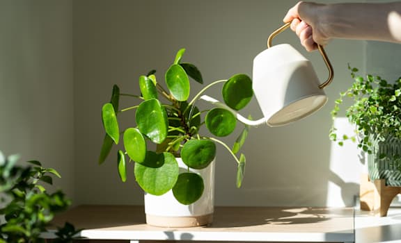 A person is watering a green plant in a white pot.