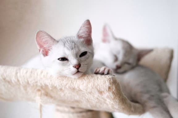 Two white kittens napping in cat bed