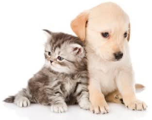 a kitten and a puppy sitting next to each other