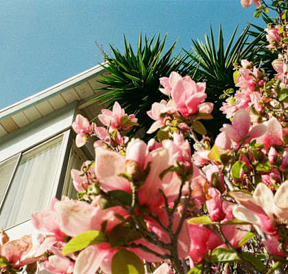 a house with a bunch of flowers in front of it