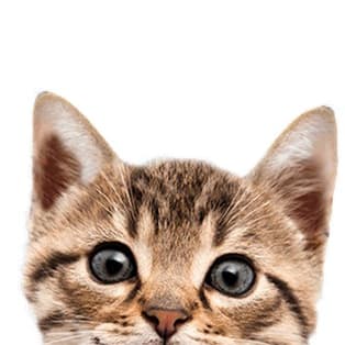 a cat with blue eyes looking at the camera at Seven Oaks Townhomes, Edgewood, Maryland