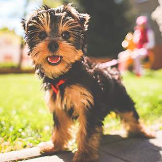 a small dog sitting on the grass at Concourse, Memphis, 38104