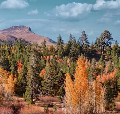 a group of trees with mountains in the background