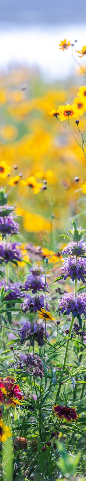 a field of flowers with yellow and purple flowers