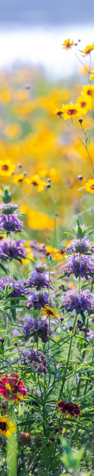 a field of flowers with yellow and purple flowers