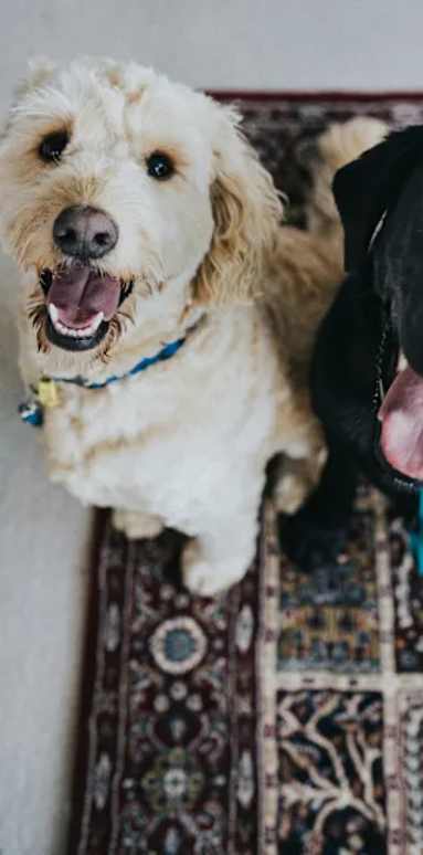 Two dogs at Bautista Apartments, Tucson, Arizona
