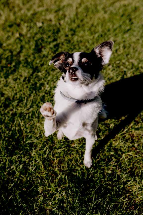 a black and white dog jumping in the grass