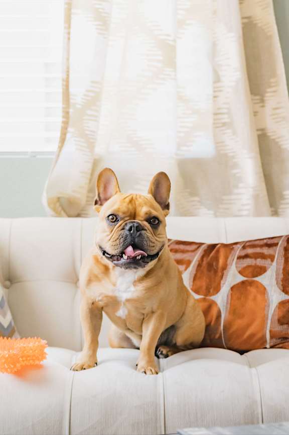 A dog is sitting on a white couch with a toy in front of it