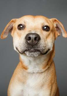 a brown and white dog looking at the camera