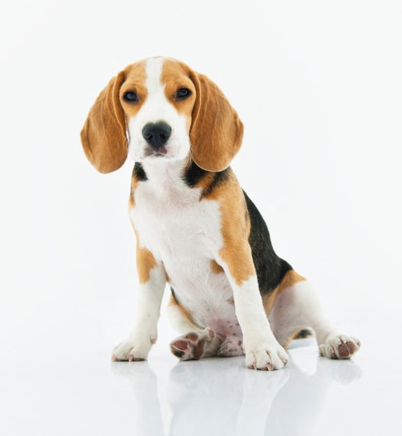 Adorable Animal
