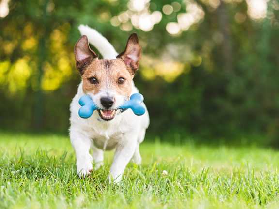 Dog Is Running In The Park at 829 Garfield, Jersey City New Jersey