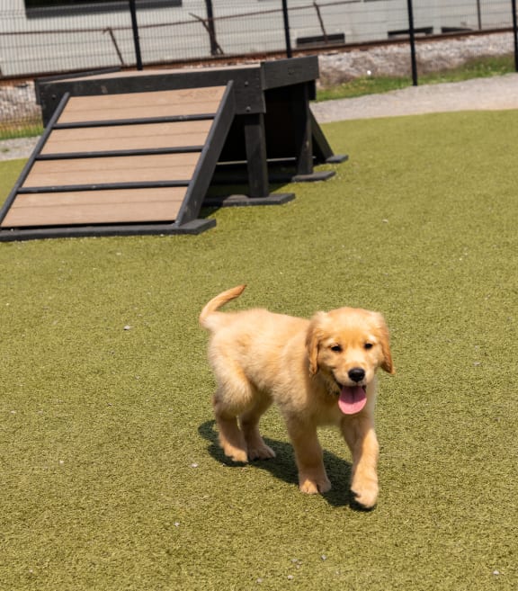 a golden retriever puppy running on the grass