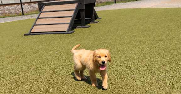 a golden retriever puppy running on the grass