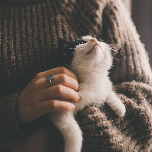 a person holding a white cat in their hand