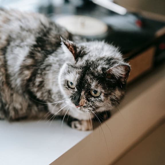 a cat laying on a counter next to a window at Chinoe Creek Apartments in Lexington KY