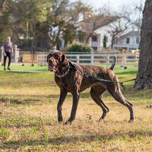 a brown dog on a leash in a park at Chinoe Creek Apartments in Lexington KY