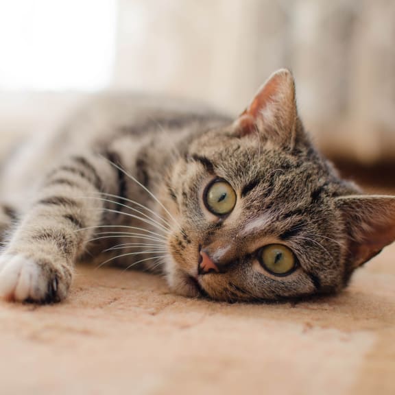 a tabby cat laying on the floor on at Chinoe Creek Apartments in Lexington KY