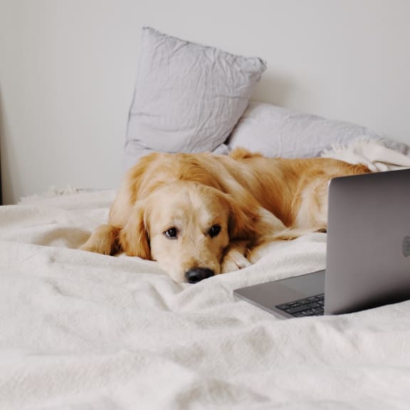 a dog laying on a bed in front of a laptop computer at Chinoe Creek Apartments in Lexington KY