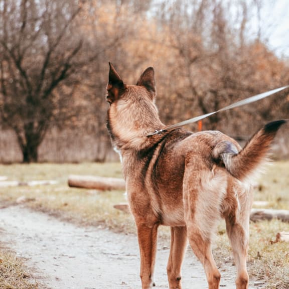 a dog on a leash with its back to the camera at Chinoe Creek Apartments in Lexington KY