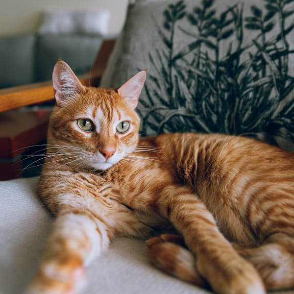 an orange tabby cat laying on a couch
