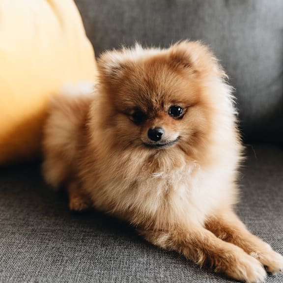 A fluffy brown Pomeranian dog is lying on a grey surface. at The Resort At Lake Crossing  Apartments, PRG Real Estate, Lexington