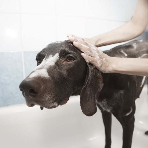 A dog is getting a bath in a white tub. at The Resort At Lake Crossing Apartments, PRG Real Estate, Kentucky, 40515