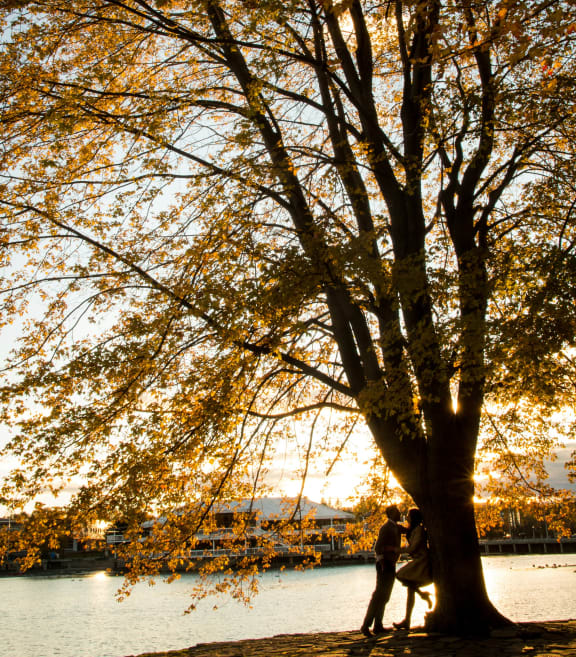 two people standing under a tree next to a lake
