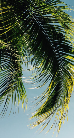 a palm tree with the sky in the background