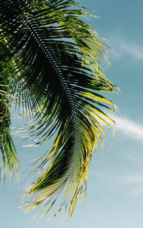a palm tree with the sky in the background