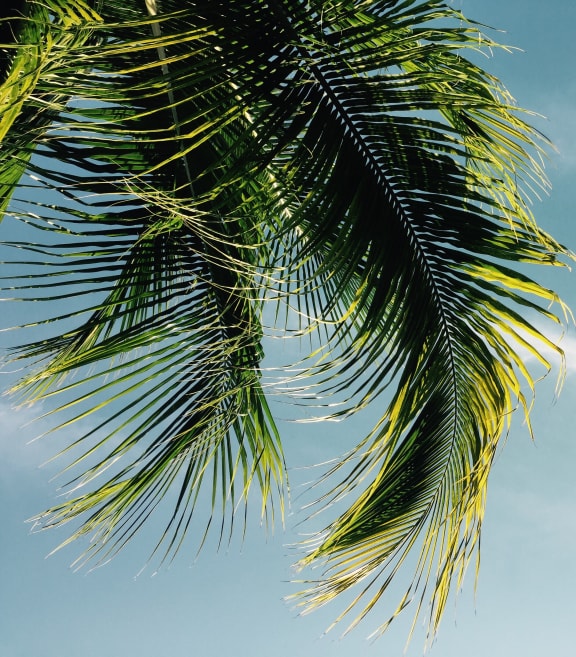 a palm tree with the sky in the background