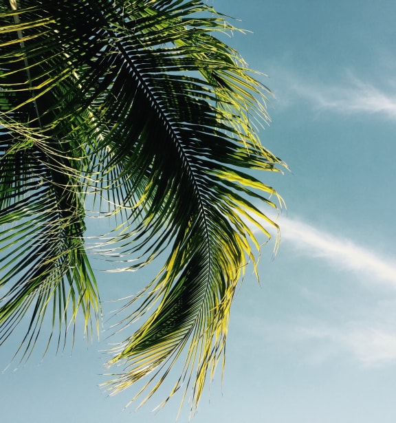 a palm tree with the sky in the background