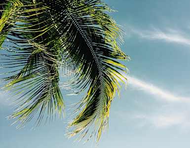 a palm tree with the sky in the background