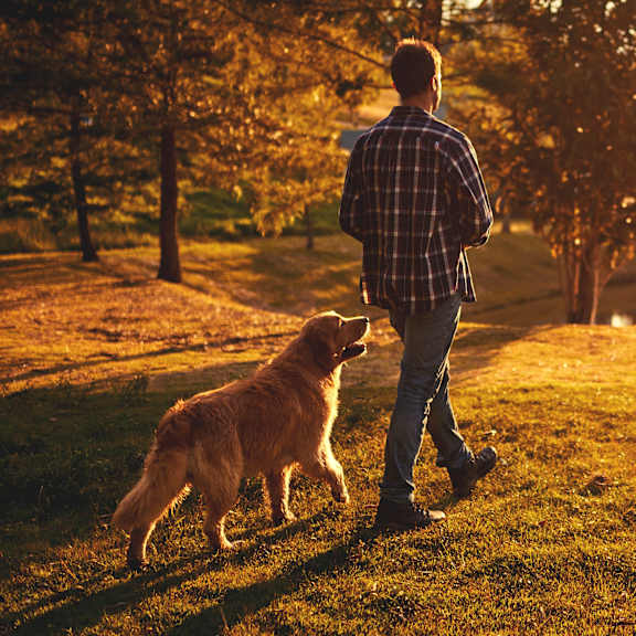 A man walking his dog in a park during sunset.