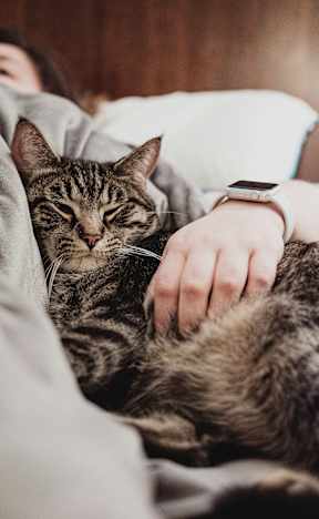 a cat laying on a person with a watch on their hand
