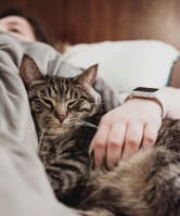 a cat laying on a person with a watch on their hand
