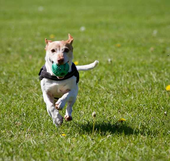 a dog running in the grass with a toy in its mouth