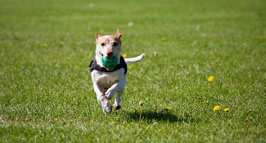 a dog running in the grass with a toy in its mouth