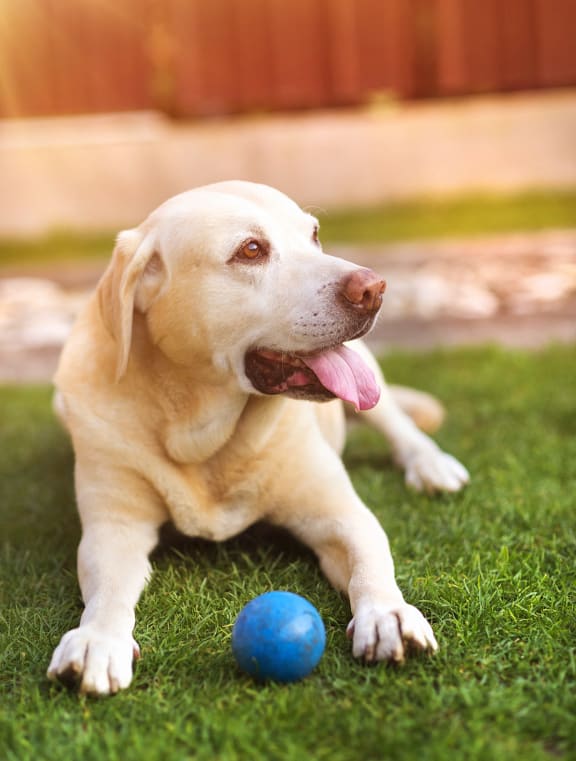 a yellow labrador dog playing with a blue ball