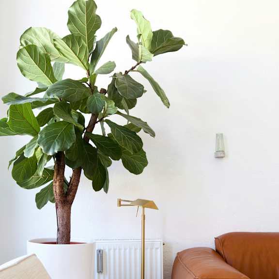 a living room with brown leather furniture and a plant