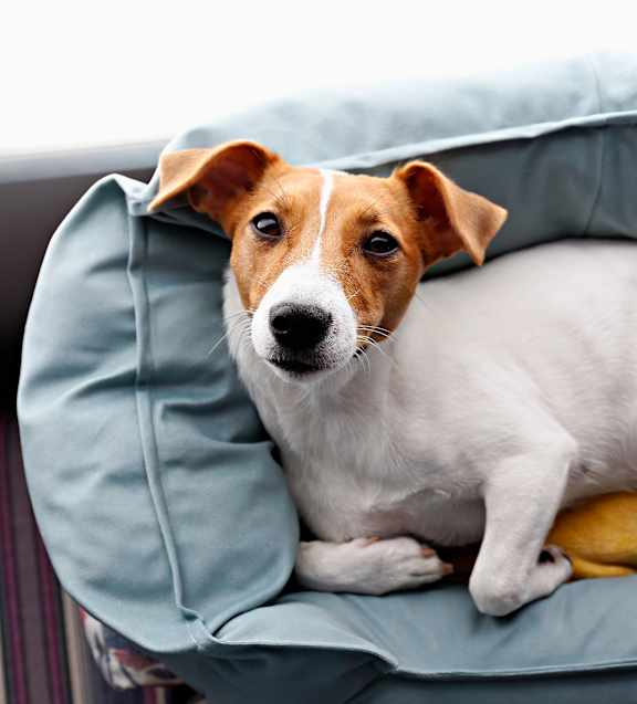 A dog is sitting on a blue cushion.