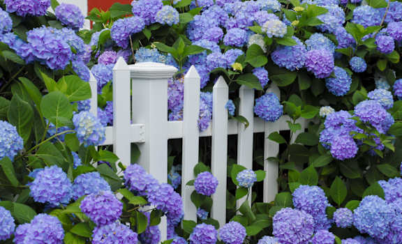 A white picket fence is partially covered by purple hydrangea flowers.