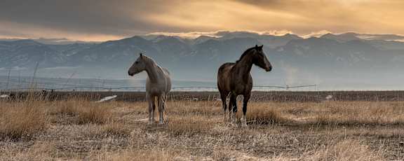 Two horses standing in a field with mountains in the background.