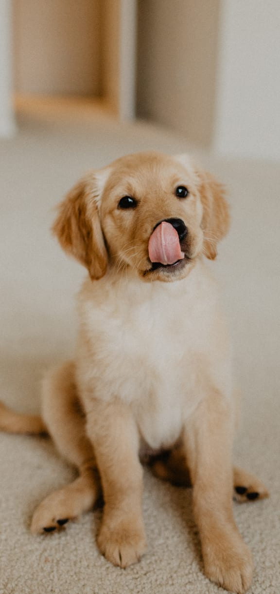 Puppy sitting in room