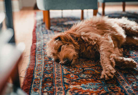A dog is sleeping on a colorful rug.