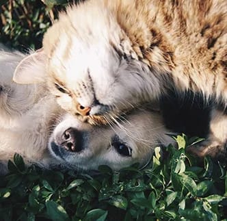 a cat and a dog laying in the grass