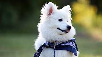 A small white dog with a blue ribbon around its neck sits on the grass.
