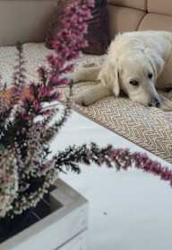 A white dog is lying on a beige couch with a pot of purple flowers in the foreground.